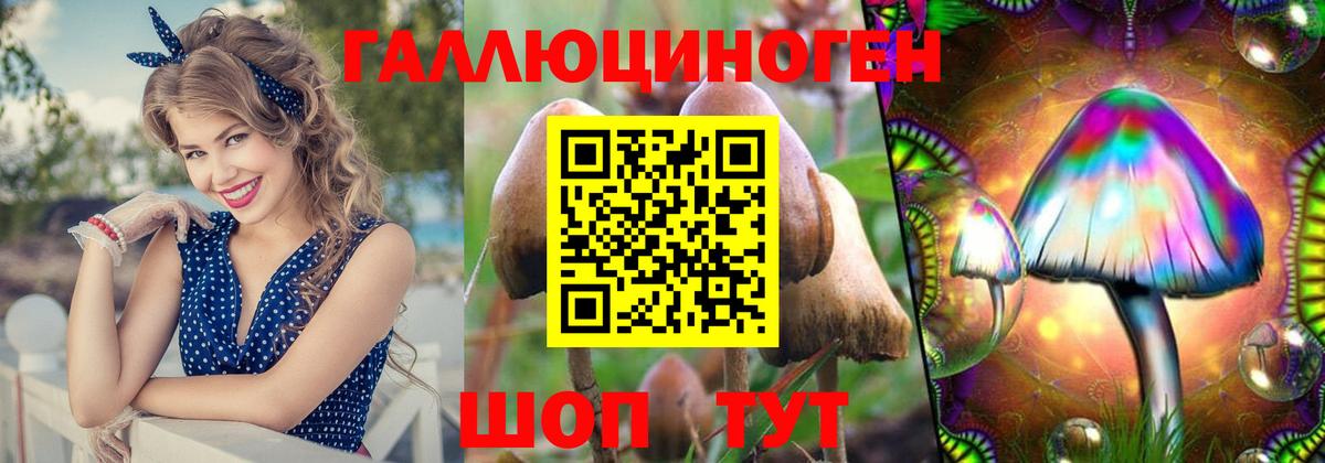 Курчатов  Псилоцибиновые грибы Cubensis  Вход с VPN 